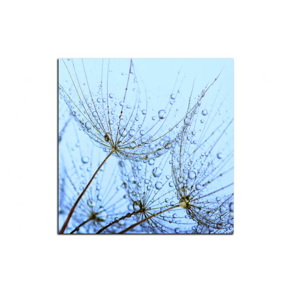 Obraz na plátně - Pampelišková semínka s kapkami vody - čtverec